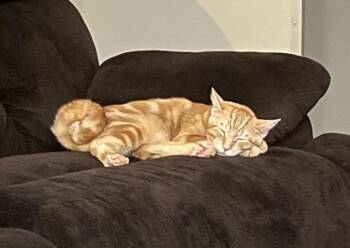 Rescue Domestic Short Hair Cats for Adoption in Springfield, Missouri - Carlton | PetCurious