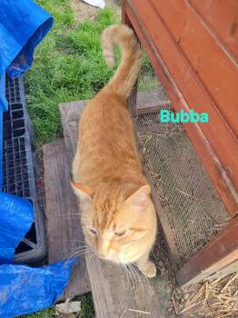 Bubba -  Domestic Short Hair Cat Available for Adoption in Bridgeton, North Carolina - Bubba | PetCurious