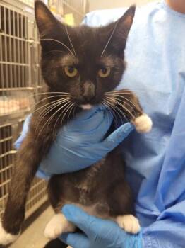 Parentheses -  Domestic Short Hair Cat for Adoption in Hobart, Indiana - Parentheses | PetCurious
