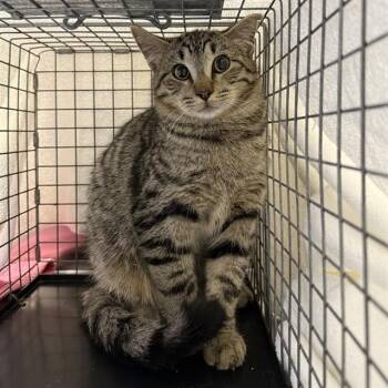 Domestic Short Hair Cats Available for Adoption - OSCAR | PetCurious