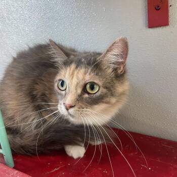 Domestic Short Hair Cats Available for Adoption in West Des Moines, Iowa - Xu-Face | PetCurious