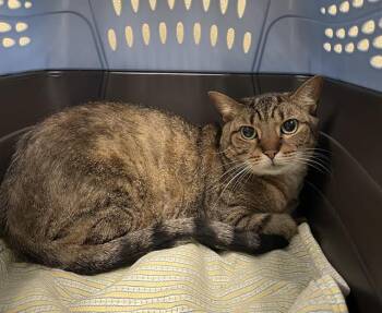 Rescue Domestic Short Hair Cats for Adoption in Clyde, North Carolina - HAZELNUT | PetCurious