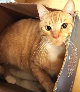 Domestic Short Hair Cats Available for Adoption in Herndon, Virginia - Thor | PetCurious