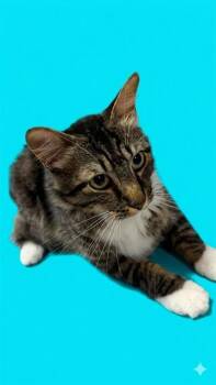 FEKA -  Domestic Medium Hair Cat for Adoption in Jacksonville, Florida - FEKA | PetCurious