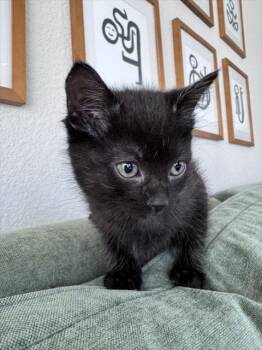 GARBANZO -  Domestic Short Hair Cat Available for Adoption in Colorado Springs, Colorado - GARBANZO | PetCurious