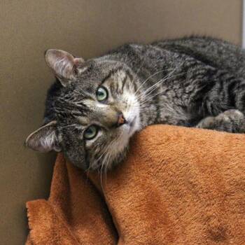 Badger -  Domestic Short Hair Cat for Adoption in Des Moines, Iowa - Badger | PetCurious