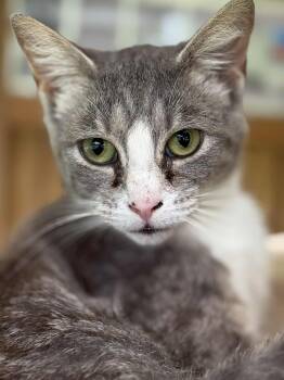 Rescue Domestic Short Hair Cats for Adoption in Washington, North Carolina - Anya | PetCurious