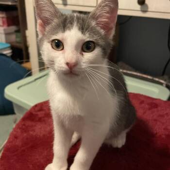 Milka -  American Shorthair Cat for Adoption in Norton, Massachusetts - Milka | PetCurious