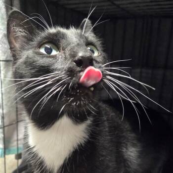 Tuxedo Cats Available for Adoption in Bayonne, New Jersey - Arnold | PetCurious