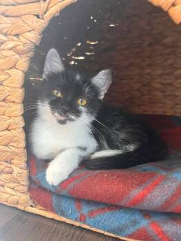 Storm -  Domestic Short Hair Cat for Adoption in Delson, Quebec - Storm | PetCurious