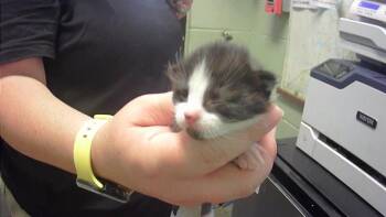 Rescue Domestic Short Hair Cats for Adoption in Tulsa, Oklahoma - NIMBUS | PetCurious