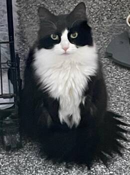 Domestic Medium Hair Cats Available for Adoption - Moo * IN FOSTER * | PetCurious