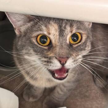 Candied Pecan -  Domestic Short Hair Cat for Adoption in Philadelphia, Pennsylvania - Candied Pecan | PetCurious