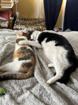 Rescue Domestic Short Hair Cats for Adoption in Port Republic, Maryland - Aspen | PetCurious