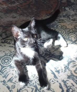 Dumpster Fire -  Domestic Short Hair Cat for Adoption - Dumpster Fire | PetCurious