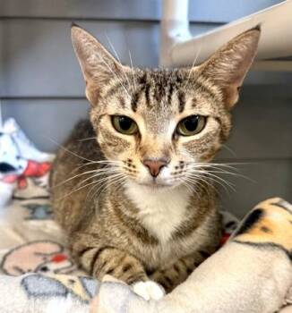 SKIPPERS -  Domestic Short Hair Cat for Adoption in Fernandina Beach, Florida - SKIPPERS | PetCurious
