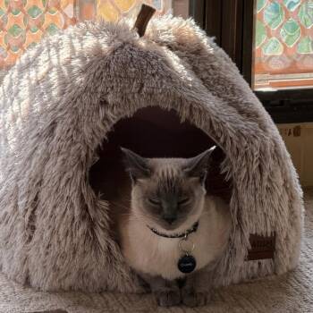 Obelix C10527 -  Domestic Short Hair and Siamese Cat for Adoption - Obelix C10527 | PetCurious