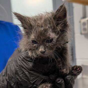 Hocus -  Domestic Medium Hair Cat for Adoption in Greenville, South Carolina - Hocus | PetCurious