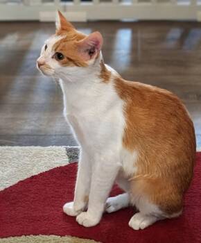 Jenny Lynn -  Domestic Short Hair Cat for Adoption in Mount Carmel, Illinois - Jenny Lynn | PetCurious