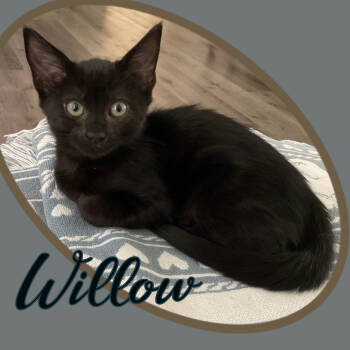 Rescue Domestic Short Hair Cats for Adoption in Hemet, California - Willow | PetCurious