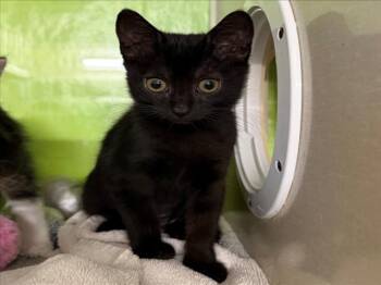*PISTACHIO -  Domestic Short Hair Cat for Adoption in Woodland, California - *PISTACHIO | PetCurious