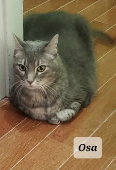 Rescue Domestic Short Hair Cats for Adoption in Buford, Georgia - Osa | PetCurious