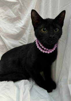 Rescue Domestic Short Hair Cats for Adoption in Margate, Florida - MAIVEN | PetCurious