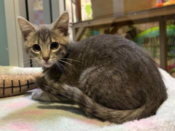 CAROLINA -  Domestic Short Hair Cat for Adoption in Santa Clara, California - CAROLINA | PetCurious