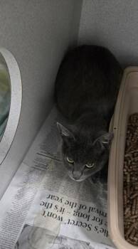 Peni Parker -  Domestic Short Hair Cat for Adoption in Sacramento, California - Peni Parker | PetCurious