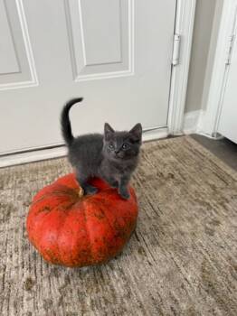 Rescue Domestic Short Hair Cats for Adoption in Chamblee, Georgia - Cyclone | PetCurious