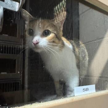 Mitzy -  Domestic Short Hair Cat for Adoption in Madisonville, Kentucky - Mitzy | PetCurious
