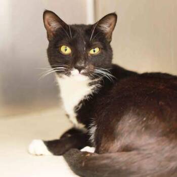 Domestic Short Hair Cats Available for Adoption in Atlanta, Georgia - Ticket | PetCurious