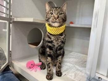 DaisyBoy -  Domestic Short Hair Cat for Adoption in New York, New York - DaisyBoy | PetCurious