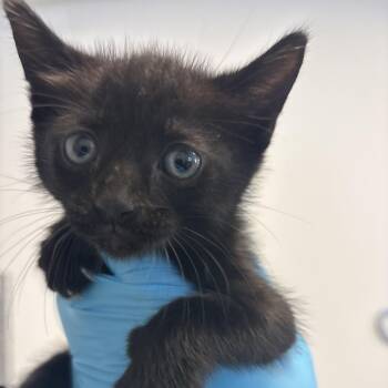 Rosetta -  Domestic Short Hair Cat for Adoption in West Palm Beach, Florida - Rosetta | PetCurious