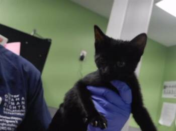 CRUNCH -  Domestic Short Hair Cat for Adoption in Omaha, Nebraska - CRUNCH | PetCurious