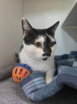 Popcorn -  Domestic Short Hair Cat for Adoption in Savannah, Georgia - Popcorn | PetCurious