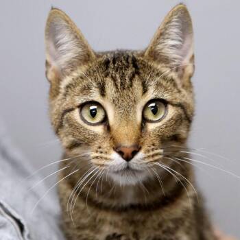 Beans (AO37855) -  Domestic Short Hair Cat for Adoption in Kansas City, Kansas - Beans (AO37855) | PetCurious