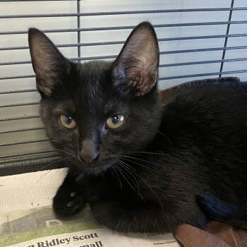 Emma -  Domestic Short Hair Cat for Adoption in Parma, Ohio - Emma | PetCurious