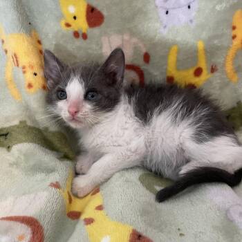 Domestic Short Hair Cats Available for Adoption in Tucson, Arizona - Binx | PetCurious