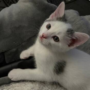 Bunny/Space Buns -  American Shorthair Cat for Adoption in Huntsville, Alabama - Bunny/Space Buns | PetCurious