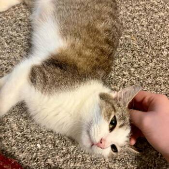 Janelle -  Domestic Short Hair Cat for Adoption in Lexington, Kentucky - Janelle | PetCurious
