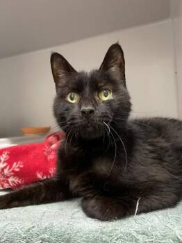 Midnight -  Domestic Short Hair Cat for Adoption in Hayward, Wisconsin - Midnight | PetCurious