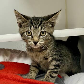 Spiderman -  Domestic Short Hair Cat for Adoption in Reisterstown, Maryland - Spiderman | PetCurious