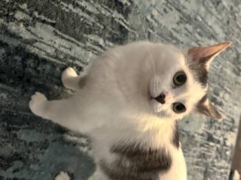 Domestic Short Hair Cats Available for Adoption in Homer Glen, Illinois - Sylvia | PetCurious