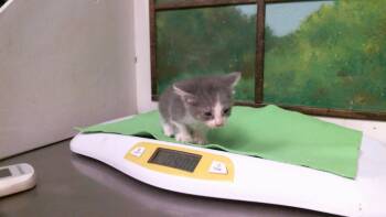 CHIMCHAR -  Domestic Short Hair Cat for Adoption in Houston, Texas - CHIMCHAR | PetCurious