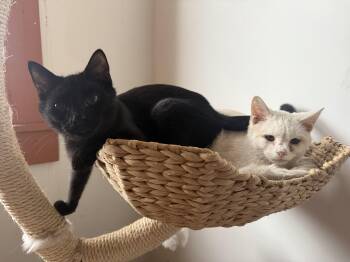 Rescue American Shorthair Cats for Adoption in New Kensington, Pennsylvania - Dewey And Louie | PetCurious