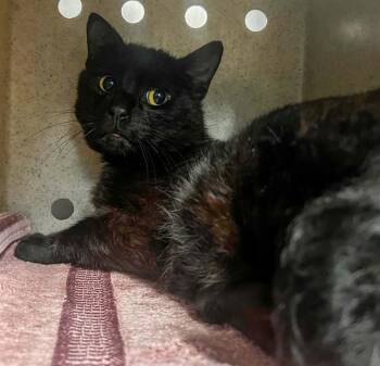 SEBASTIAN -  Domestic Short Hair Cat for Adoption in Westminster, Maryland - SEBASTIAN | PetCurious