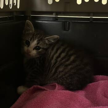 Domestic Short Hair Cats Available for Adoption in Lynchburg, Virginia - Chili | PetCurious