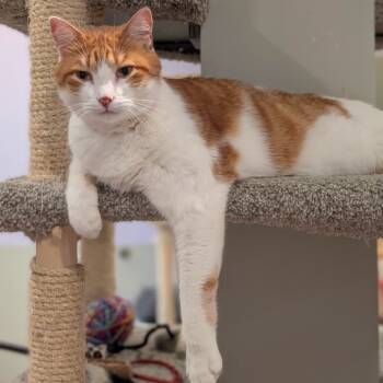 Rescue Domestic Short Hair Cats for Adoption in Saint Charles, Missouri - Cheeto | PetCurious