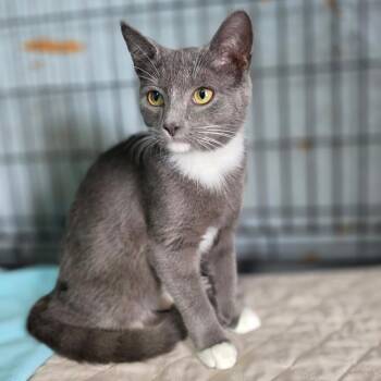 Boots -  Domestic Short Hair Cat for Adoption in Jefferson City, Tennessee - Boots | PetCurious